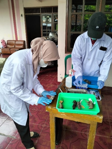 Nur Aziza berkontribusi dalam penangkapan tikus untuk dilakukan pemeriksaan laboratorium di Balai Laboratorium Kesehatan Masyarakat Banjarnegara